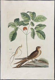 Catesby, First Ed - Whip-poor-will with Ginseng or Nin-sin of the Chinese.  Sup-16
