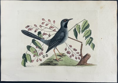 Catesby, First Ed - Red Legged Thrush with Gum-elimy Tree. 1-30