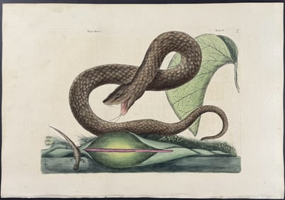 Catesby, First Ed - Brown Viper with Colocasia. 2-45