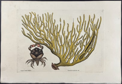 Catesby, First Ed - Red Claw Crab with Gorgonian. 2-37