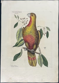 Catesby, First Ed - Parrot of Paradise of Cuba with Redwood. 1-10