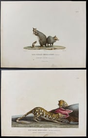 Peron & Freycinet, Australia - 3 Engravings of Animals Native to New Holland