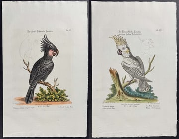 Seligmann after Edwards - Pair of Cockatoo Engravings