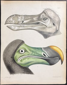 Strickland & Melville - Dodo Bird