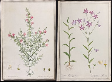 4 Original Watercolors of Botanicals (Gerardia, Euphrasia, Polemoncum, Campanula) after Ledl for