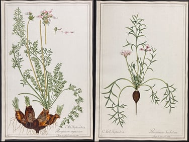 4 Original Watercolors of Geranium (Pelargonium) after Herz for Jacquin (according to Linnaeus