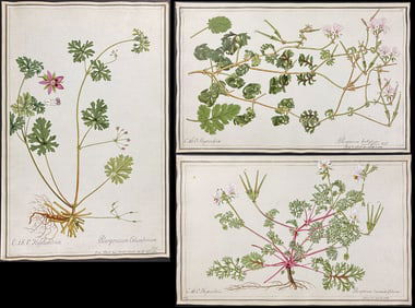 4 Original Watercolors of Geranium (Pelargonium) after Ledelmaier, Herz for Jacquin (according to