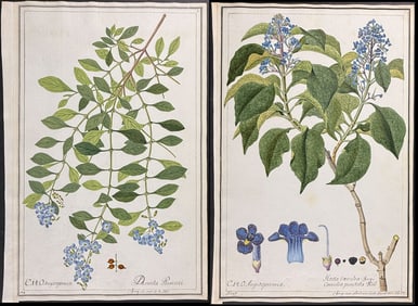 4 Original Watercolors of Bush Violet (Browallia), Hosta, & Duranta after Ledel, Herz for Curtis,