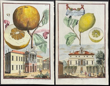 Volckamer - Pair of Citrus Engravings