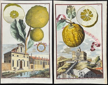 Volckamer - Pair of Citrus Engravings