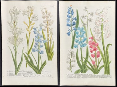 Weinmann - 3 Hyacinth Engravings