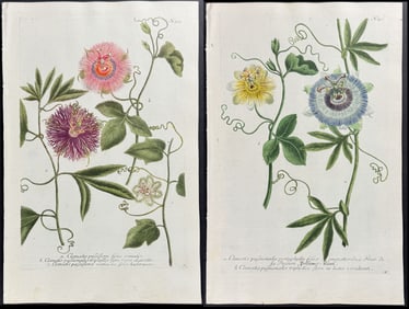 Weinmann - 3 Passion Flower Engravings