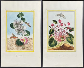 Buchoz - 4 Botanical & Insect Engravings