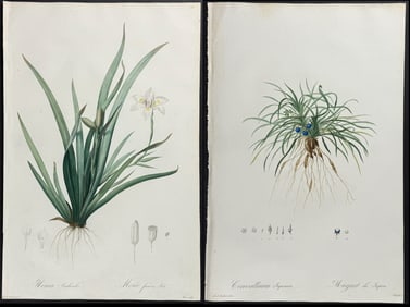 Redoute - Pairof Folio Botanical Engravings (Iris, Lilyturf)