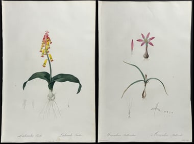 Redoute - 3 Folio Botanical Engravings (Crocus, Cowslip)