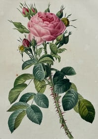 Redoute, Folio - Rose - Rosa bifera macrocarpa