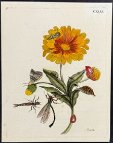 Merian - Marigold with Dragonfly, Ladybug, Insects, & Moth Metamorphosis. 149