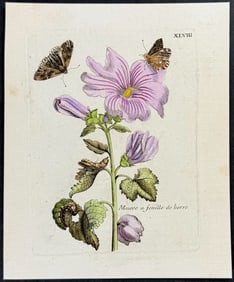 Merian - Rose Mallow witih Butterfly Metamorphosis. 48