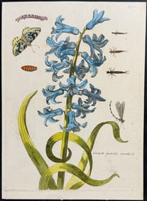 Merian - Hyacinth with Dragonfly, Insects, Butterfly Metamorphosis. 156