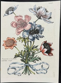 Merian - Anemone Bouquet. 175