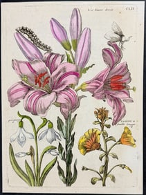 Merian - Lily with Moth Metamorphosis. 152