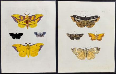 Drury - 6 Moth Engravings