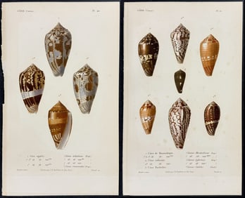 Kiener - 7 Cone Shell Engravings