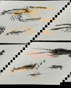 Herbst - Pair of Lobster & Crustacean Engravings