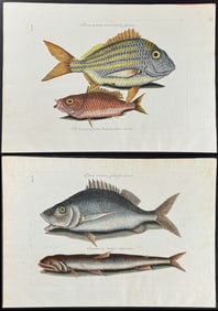 Catesby - 7 Folio Natural History Engravings