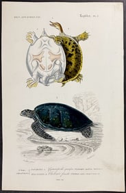 D'Orbigny - Turtle or Tortoise