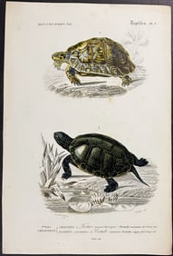 D'Orbigny - Turtle or Tortoise