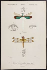D'Orbigny - Dragonfly