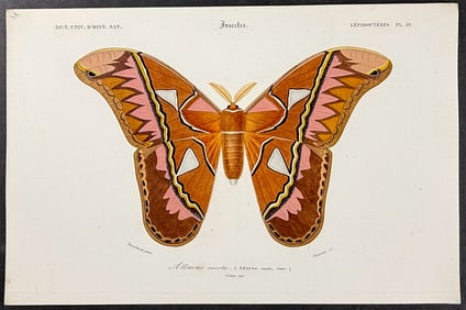D'Orbigny - Atlas Moth