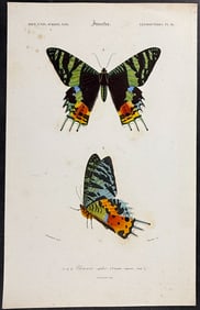 D'Orbigny - Butterflies
