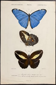 D'Orbigny - Butterflies