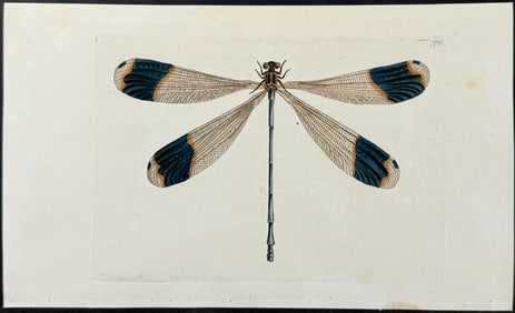 Shaw & Nodder - Blue-tipped Dragonfly. 779
