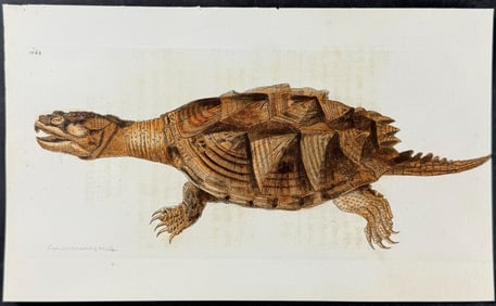 Shaw & Nodder - Snake Tortoise or Turtle. 1062