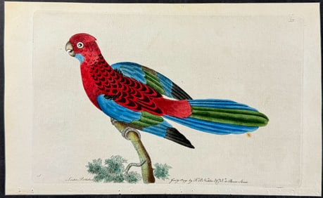 Shaw & Nodder - Scaly-breasted Parrakeet. 53