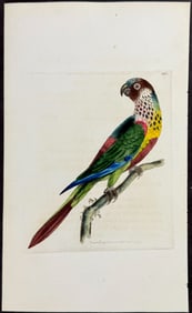 Shaw & Nodder - Splendid Parrot. 1051