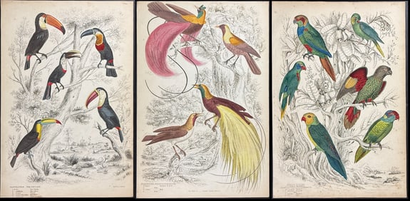 MacGillivray - 5 Bird Engravings: Parrot, Toucan, Bird of Paradise
