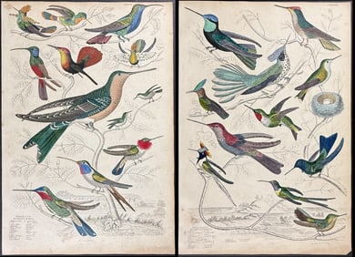 MacGillivray - 5 Hummingbird Engravings