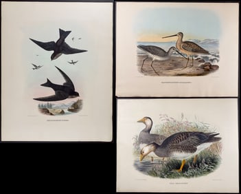 Elliot, Folio - 4 North Americna Bird Lithographs