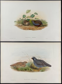 Gould - 6 Bird Lithographs of Hemipode, Quail, Partridge