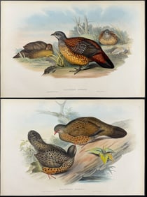 Gould - 4 Lithographs of Partridge & Spur-Fowl