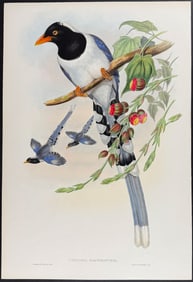 Gould - Great-billed Blue Pie