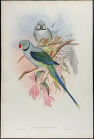 Gould - Blue-winged Parrakeet