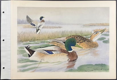 Brasher - Mallard. 132