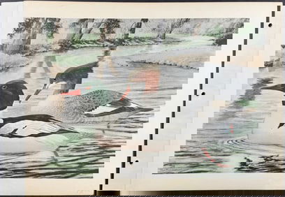 Brasher - Merganser. 129