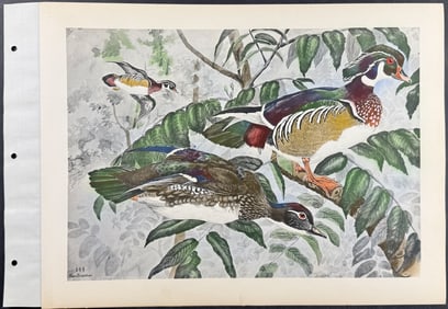 Brasher - Wood Duck. 144