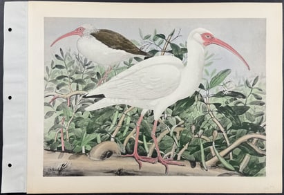 Brasher - White Ibis. 184